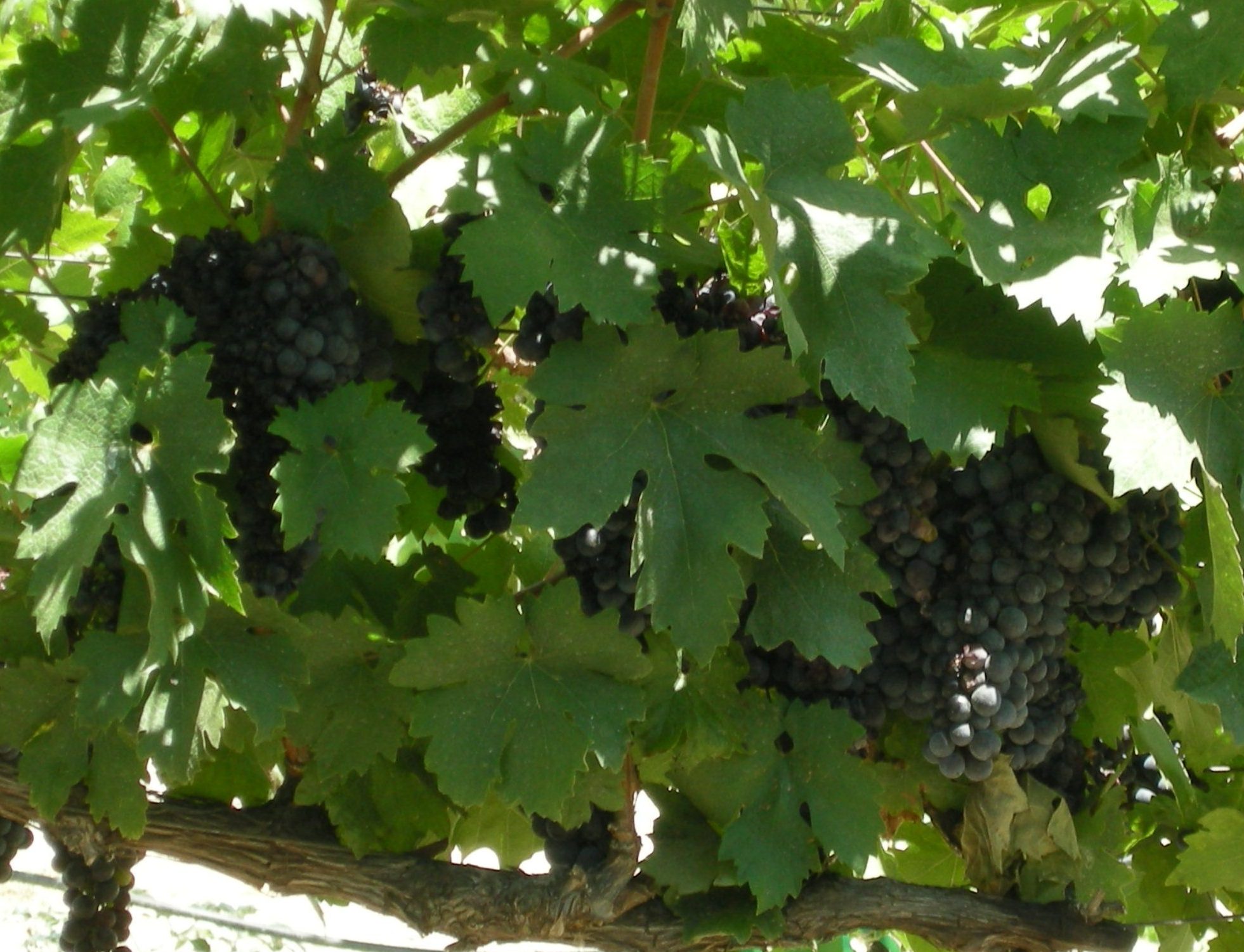 cal poly zin