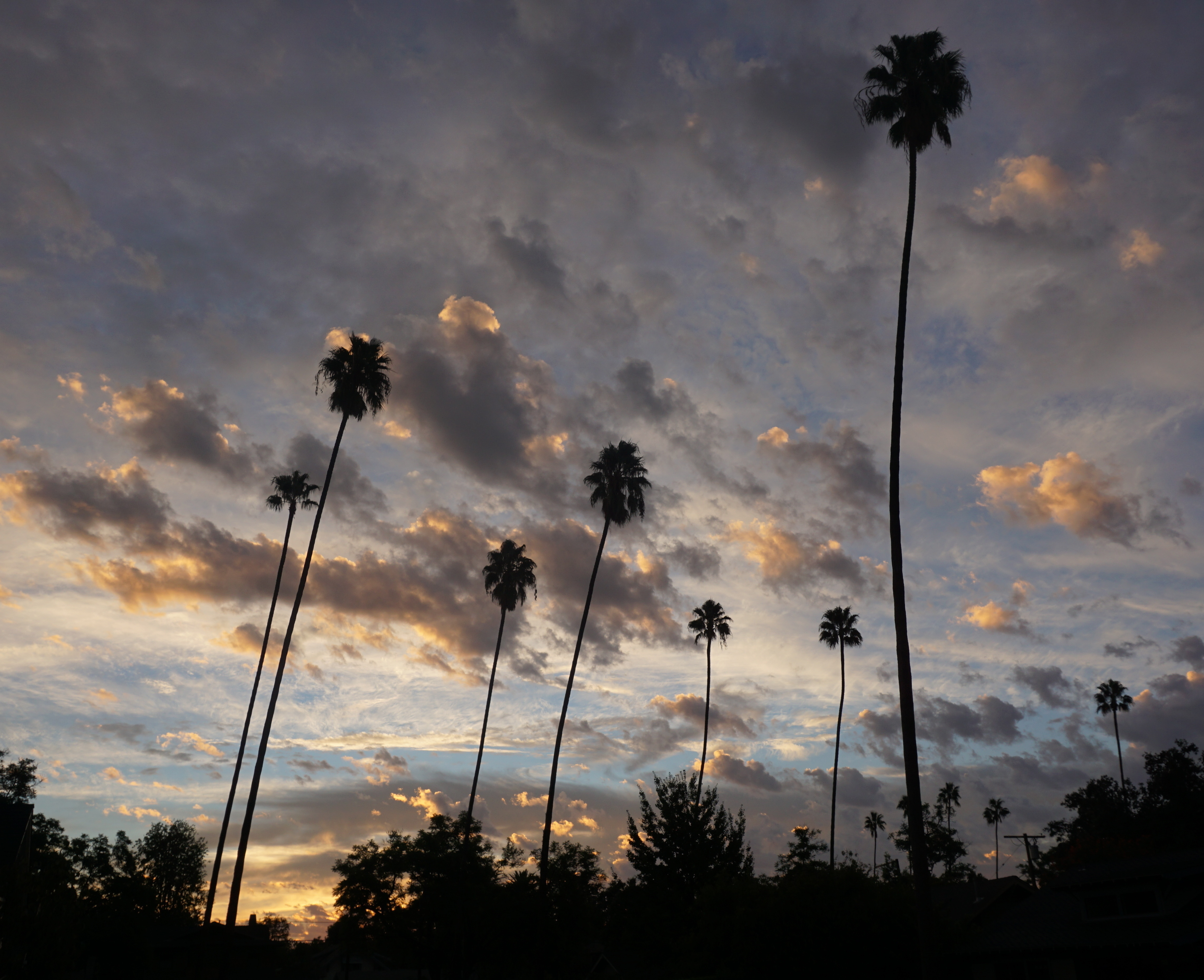 palms