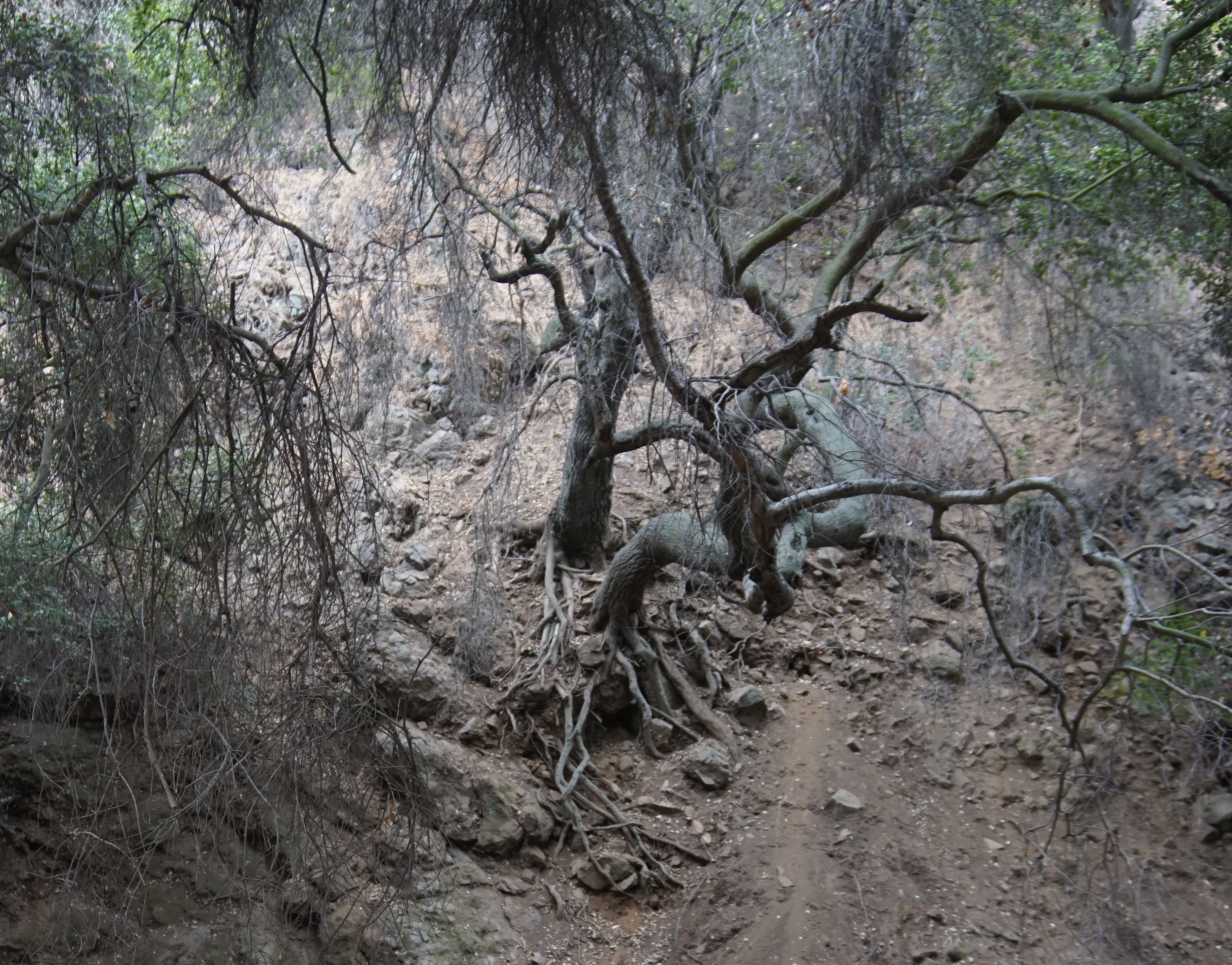 branches