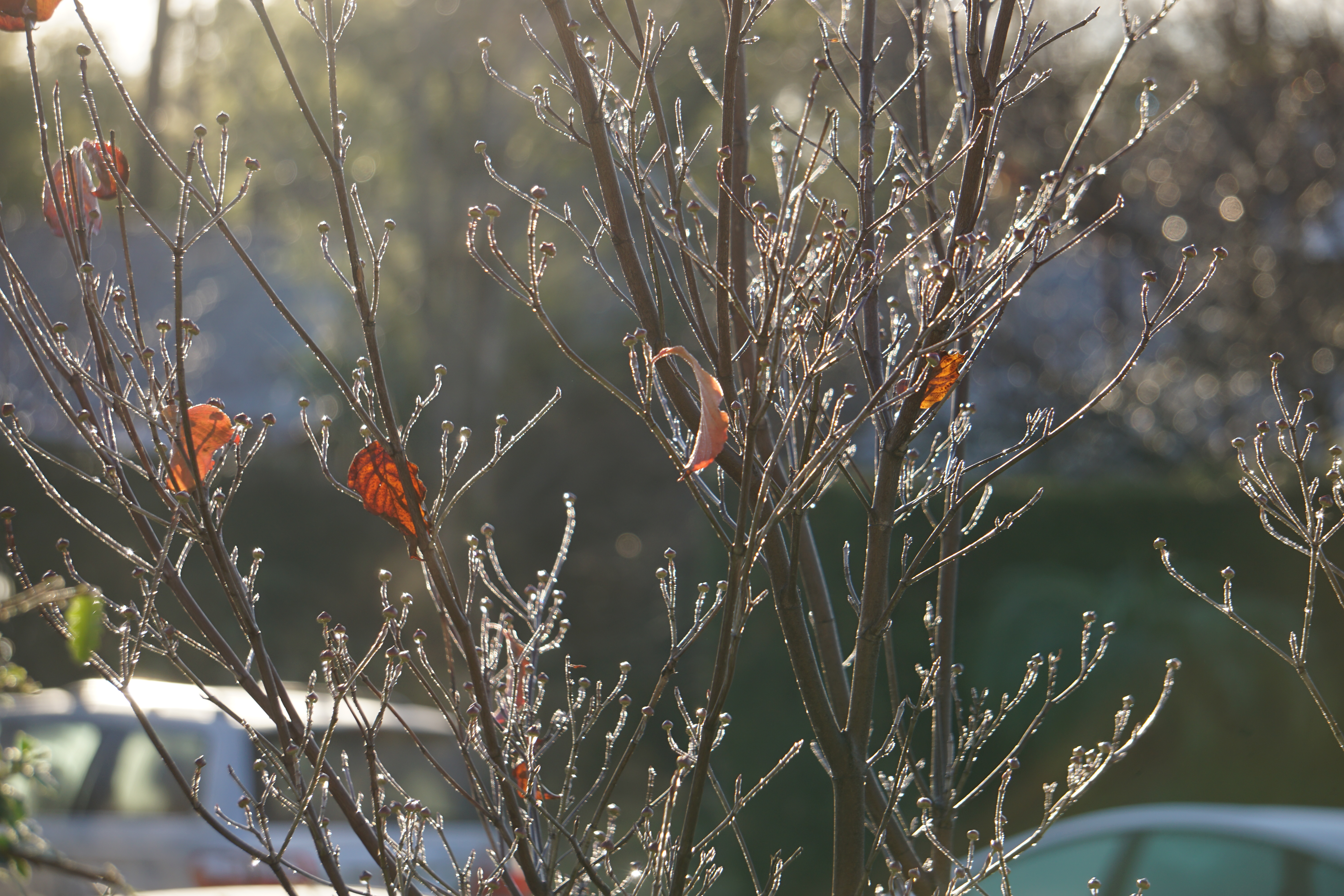 twigs