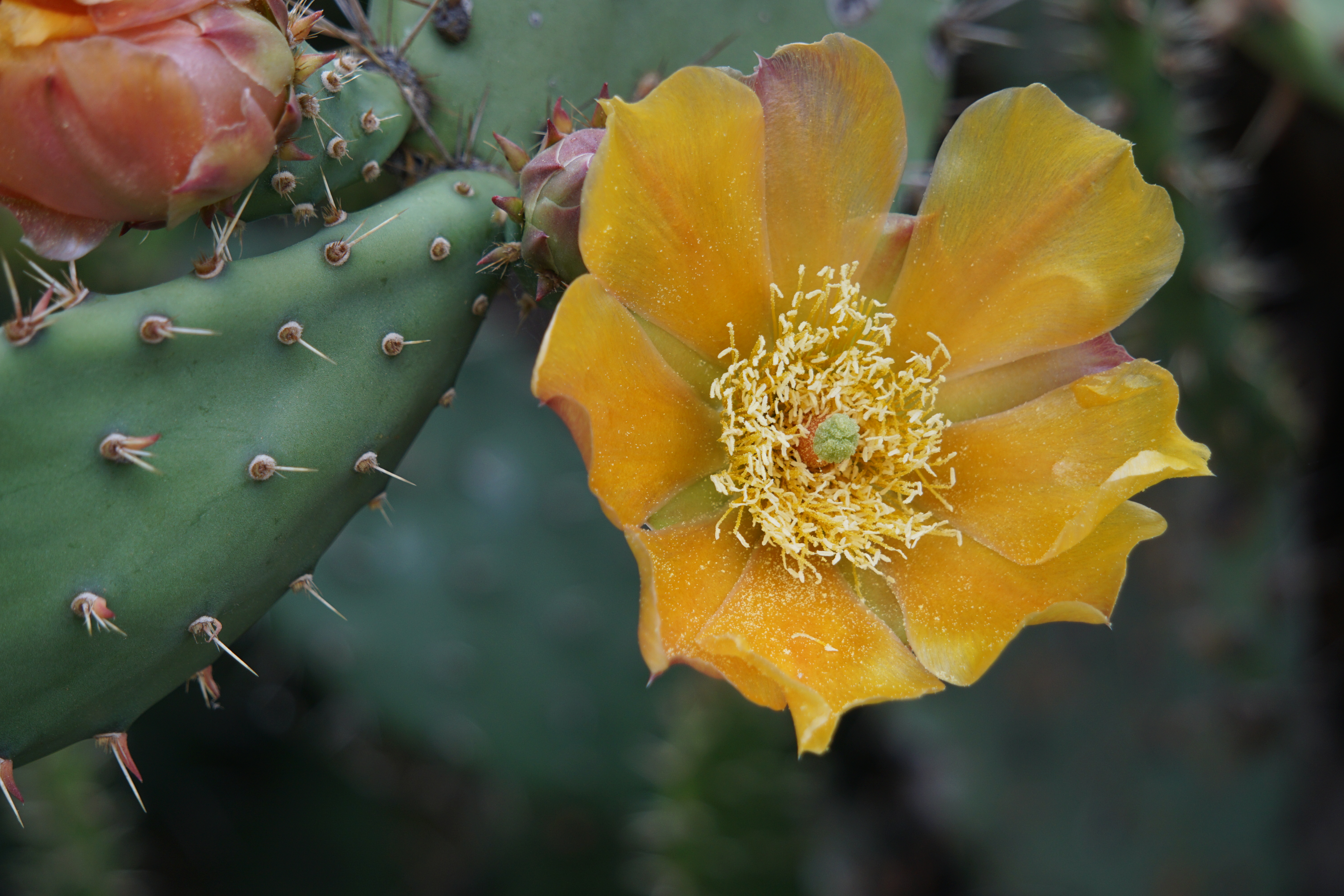 cactus