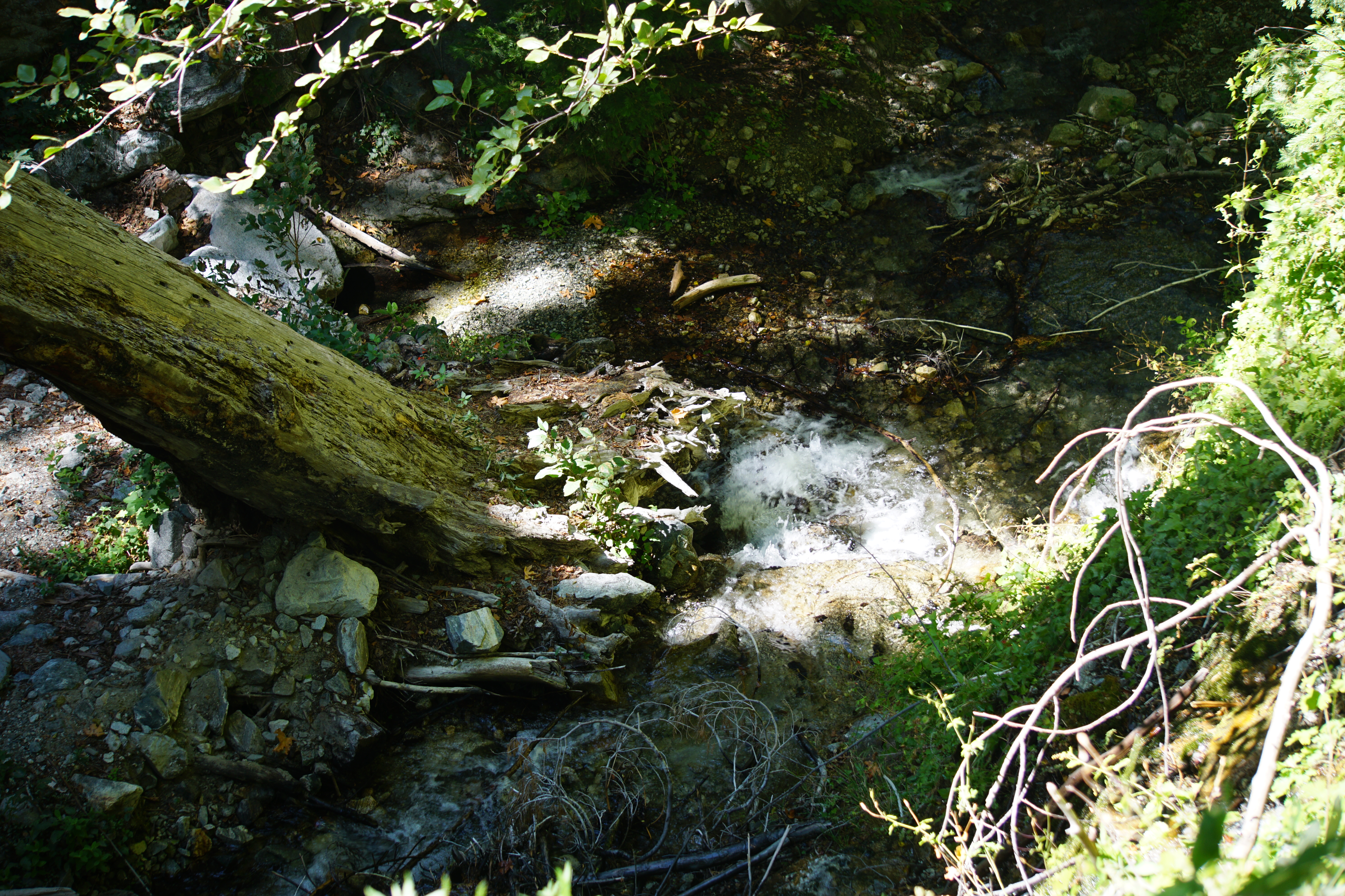 greentree