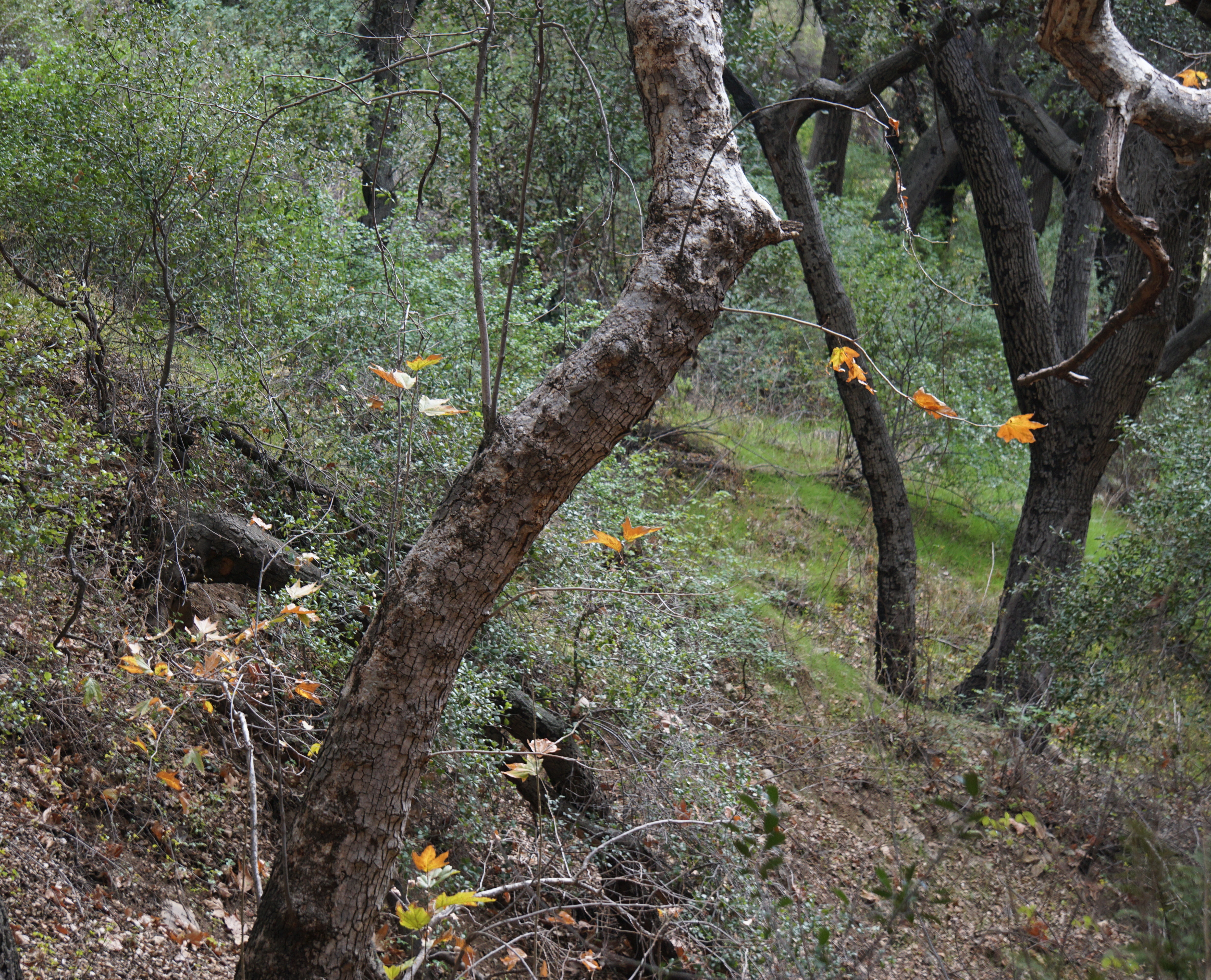 orange leaves