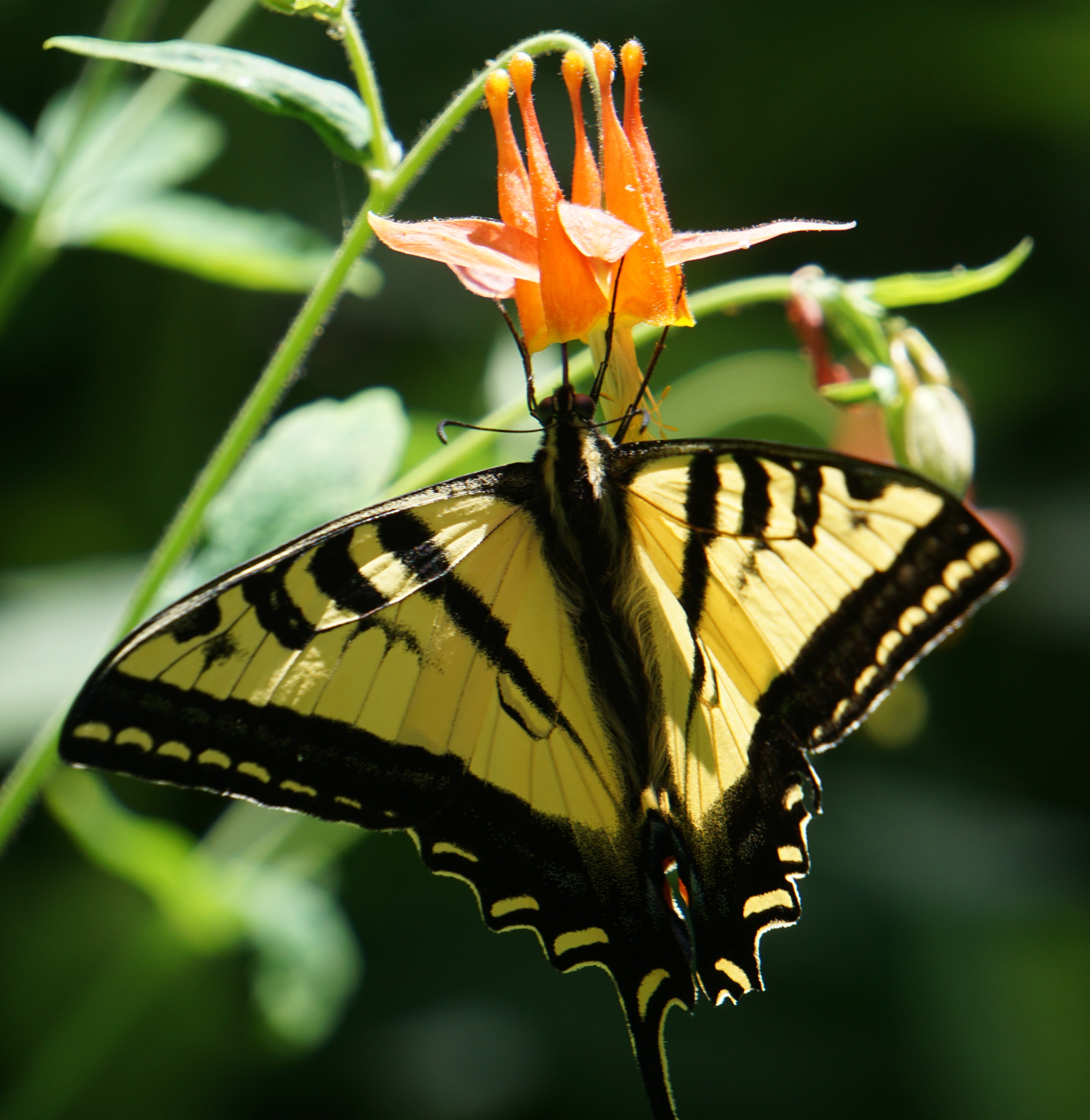 butterfly