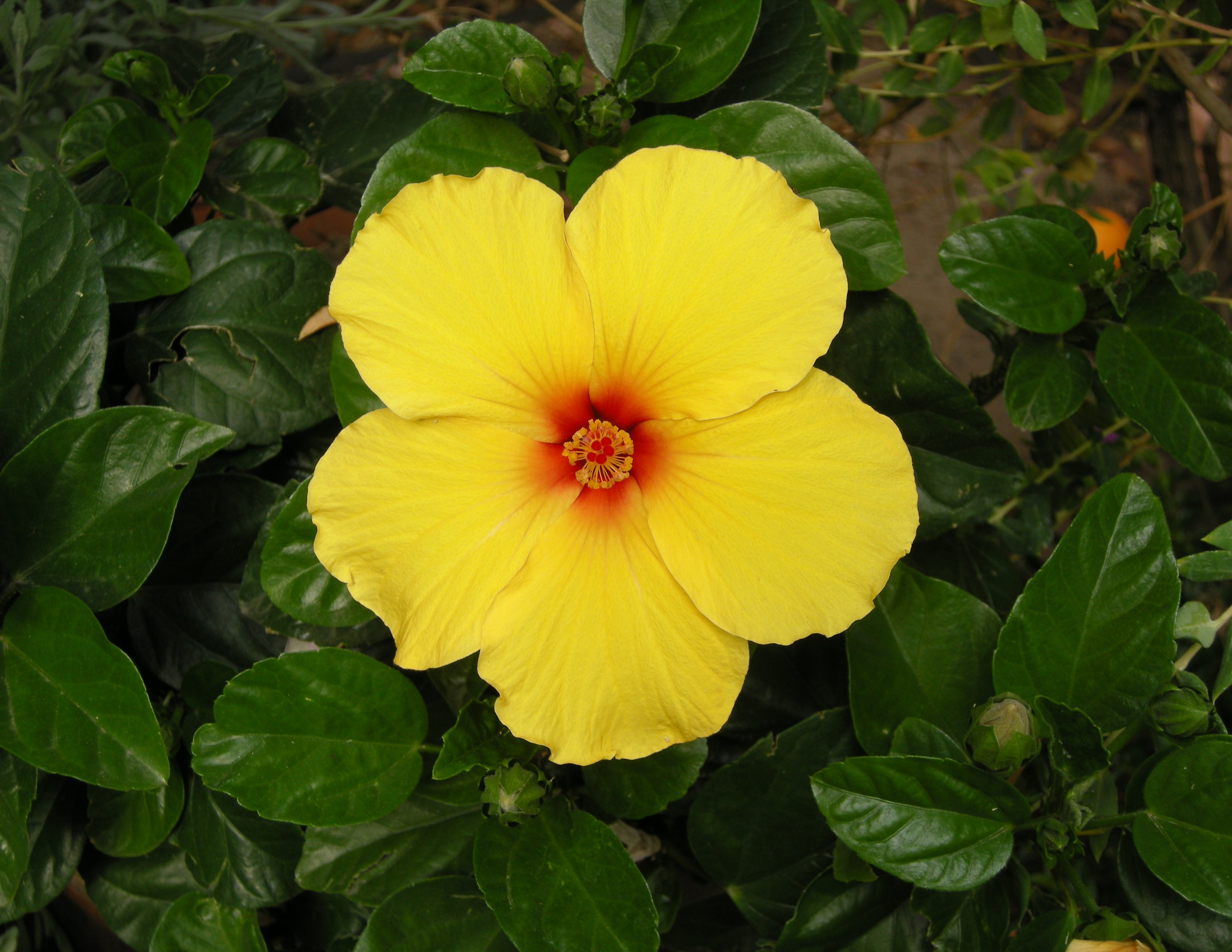 hibiscus