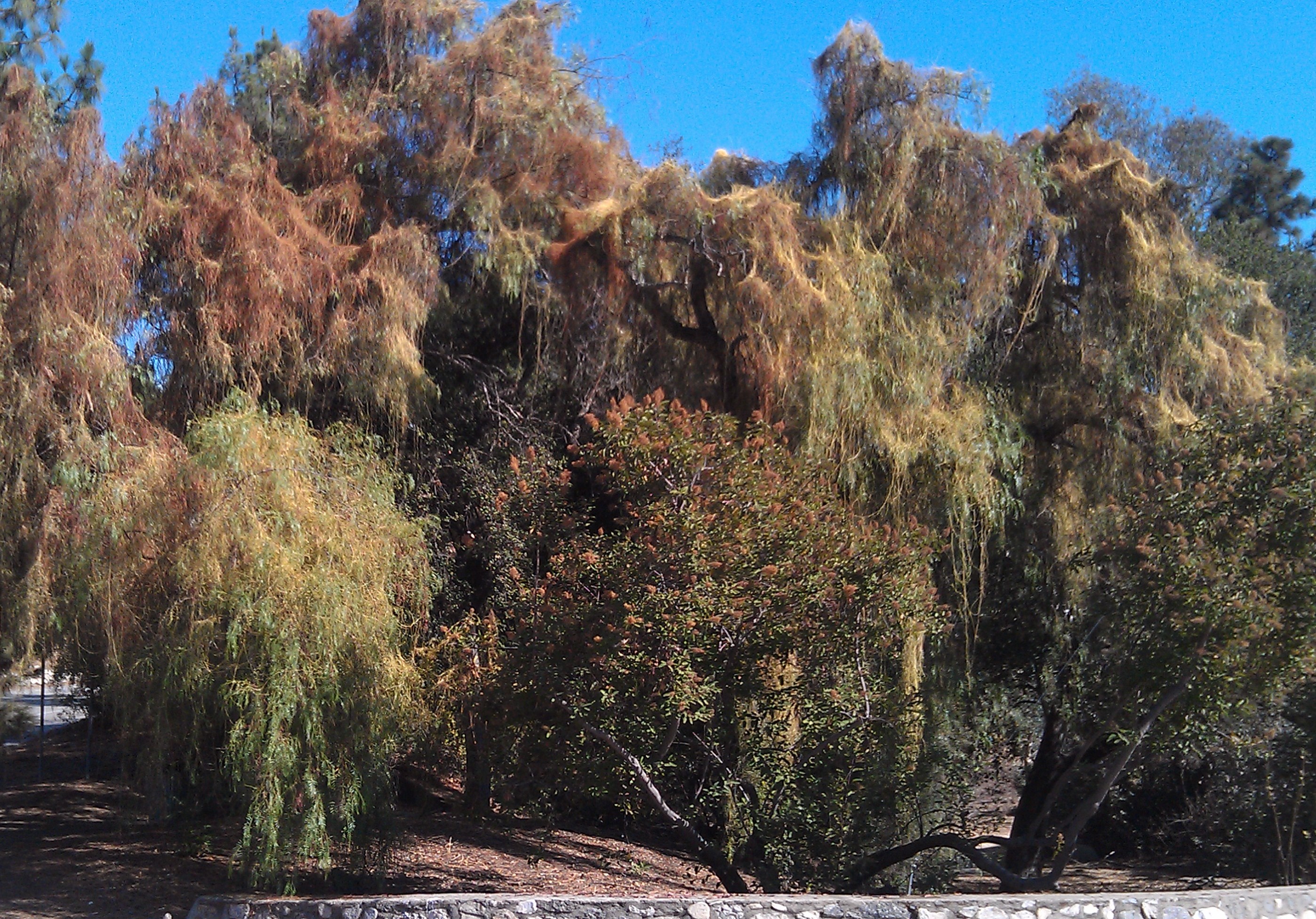 vines on trees