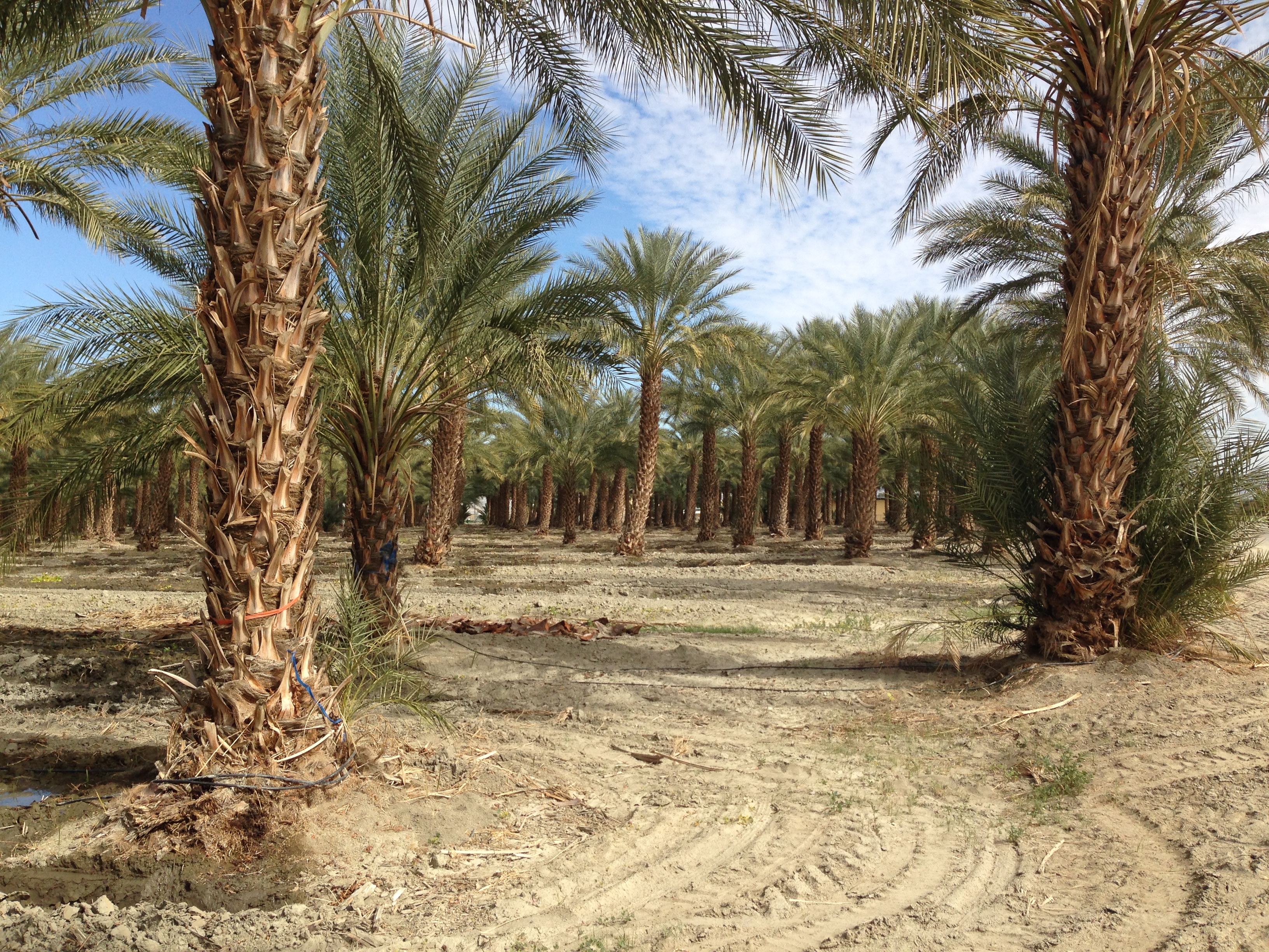 palm