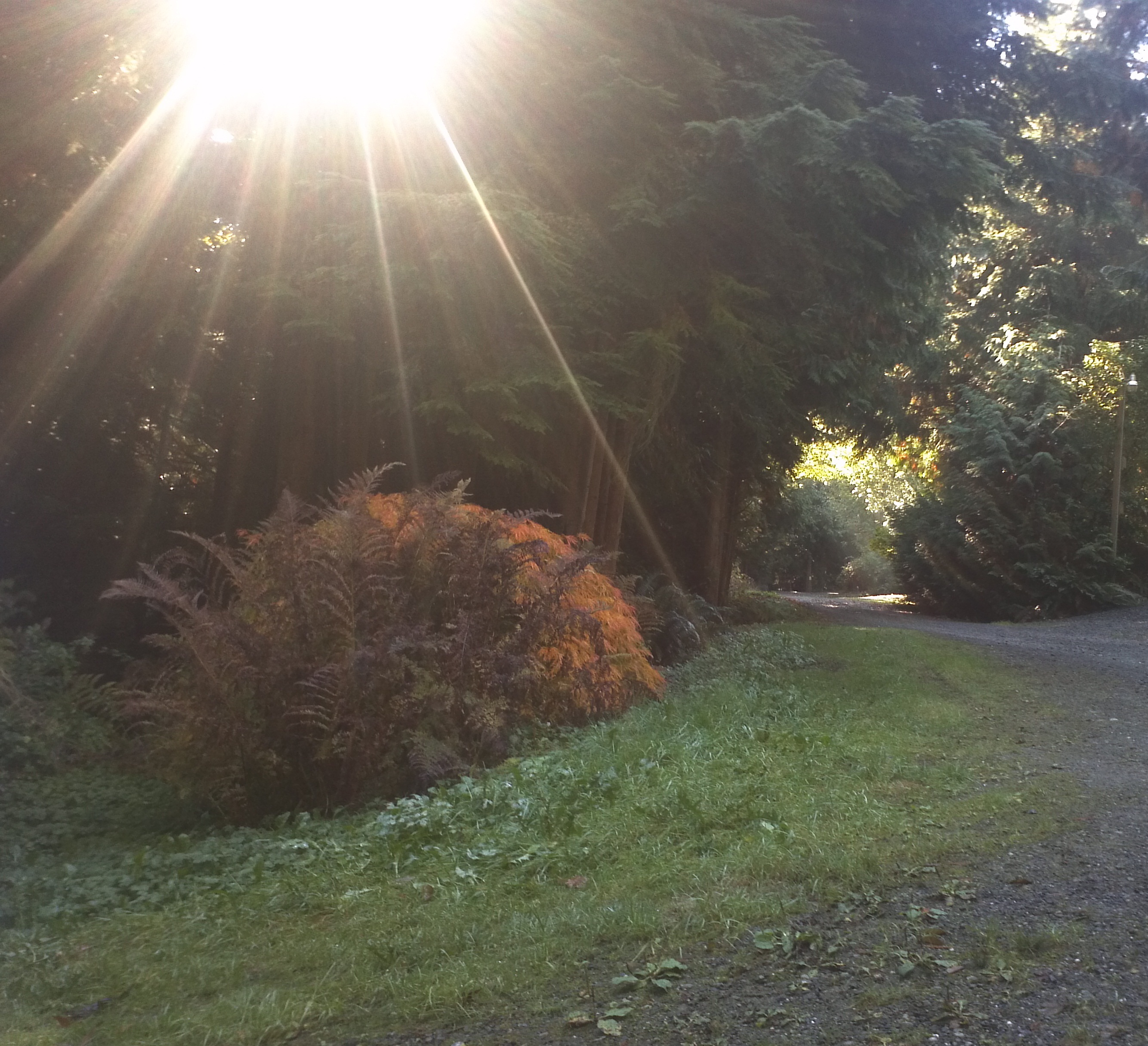 sunburst