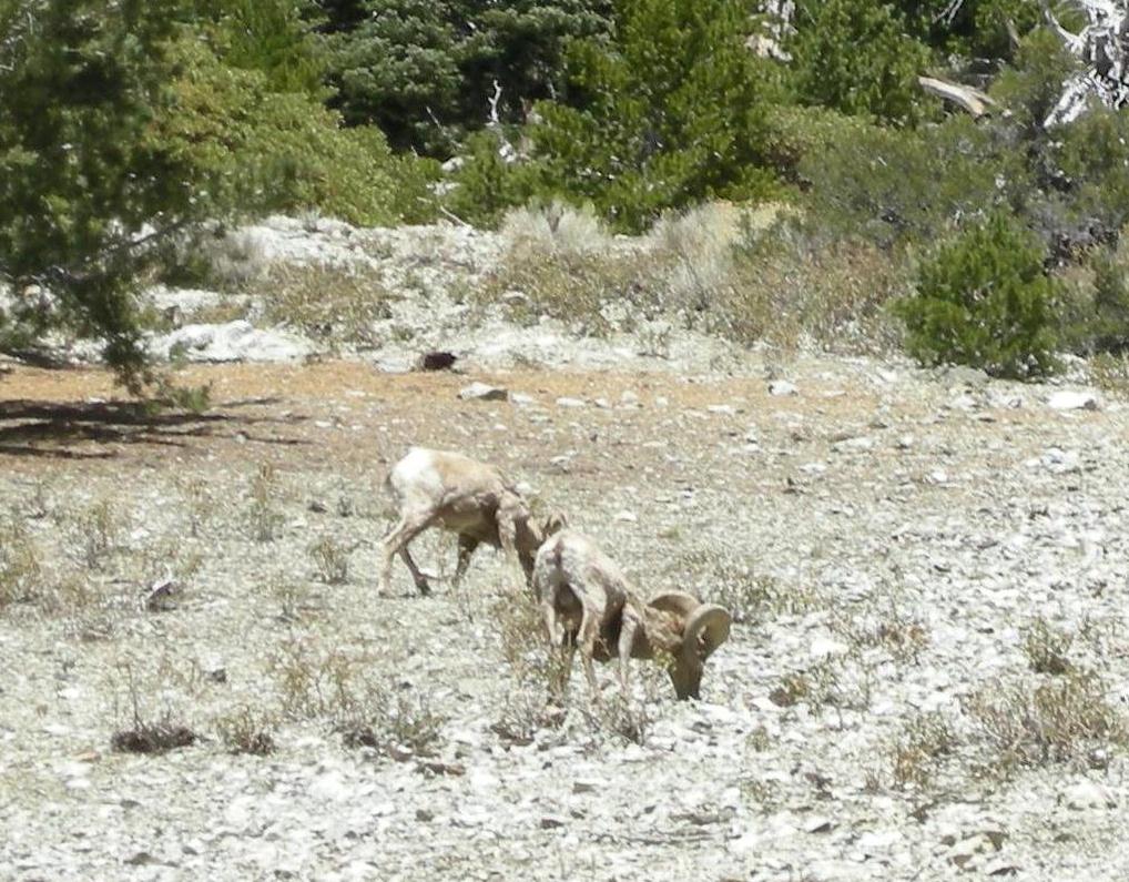 Bighorns